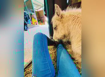 Other Breeds, Mare, 5 years, 14,1 hh, Palomino