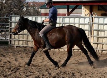 Other Breeds, Mare, 5 years, 14,2 hh, Bay-Dark