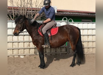 Other Breeds, Mare, 5 years, 14,2 hh, Bay-Dark