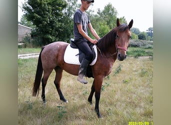 Other Breeds, Mare, 5 years, 14,2 hh, Brown Falb mold