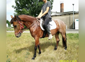 Other Breeds, Mare, 5 years, 14,2 hh, Brown Falb mold