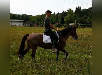 Other Breeds, Mare, 5 years, 14,2 hh, Brown Falb mold