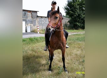 Other Breeds, Mare, 5 years, 14,2 hh, Brown Falb mold