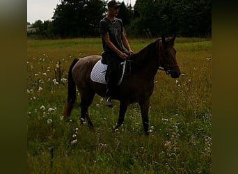 Other Breeds, Mare, 5 years, 14,2 hh, Brown Falb mold