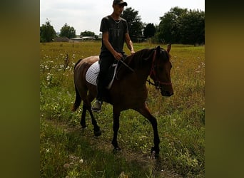 Other Breeds, Mare, 5 years, 14,2 hh, Brown Falb mold