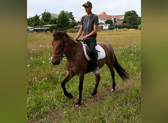 Other Breeds, Mare, 5 years, 14,2 hh, Brown Falb mold