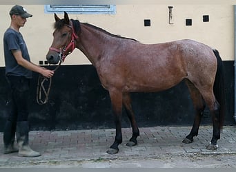 Other Breeds, Mare, 5 years, 14,2 hh, Brown Falb mold