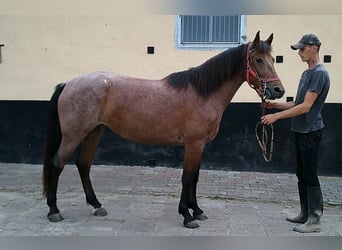 Other Breeds, Mare, 5 years, 14,2 hh, Brown Falb mold