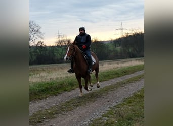 Other Breeds, Mare, 5 years, 14,3 hh, Chestnut-Red