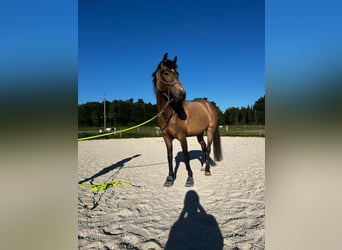 Other Breeds Mix, Mare, 5 years, 14,3 hh, Dun