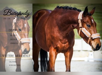 Other Breeds, Mare, 5 years, 15.1 hh, Brown