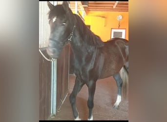 Other Breeds Mix, Mare, 5 years, 15,1 hh, Can be white