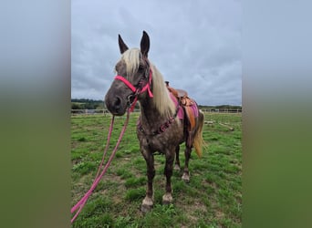 Other Breeds, Mare, 5 years, 15.1 hh, Chestnut