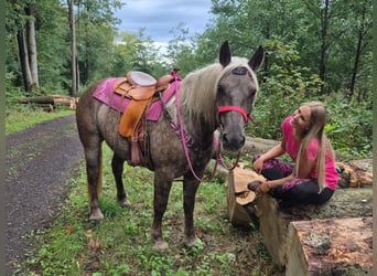 Other Breeds, Mare, 5 years, 15.1 hh, Chestnut