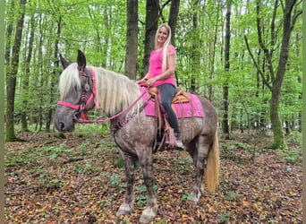 Other Breeds, Mare, 5 years, 15.1 hh, Chestnut