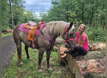 Other Breeds, Mare, 5 years, 15.1 hh, Chestnut