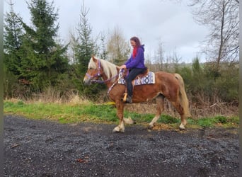 Other Breeds, Mare, 5 years, 15.1 hh, Chestnut-Red