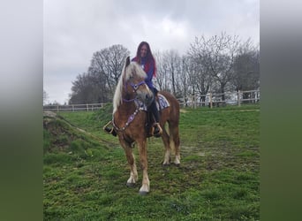 Other Breeds, Mare, 5 years, 15.1 hh, Chestnut-Red