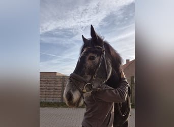 Other Breeds, Mare, 5 years, 15.1 hh, Grey