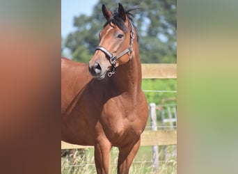 Other Breeds, Mare, 5 years, 15,2 hh, Bay