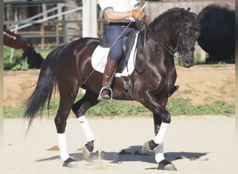 Other Breeds, Mare, 5 years, 15.2 hh, Black