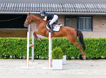 Other Breeds, Mare, 5 years, 15.2 hh, Chestnut-Red