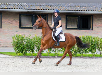 Other Breeds, Mare, 5 years, 15.2 hh, Chestnut-Red