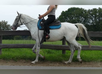 Other Breeds, Mare, 5 years, 15.2 hh