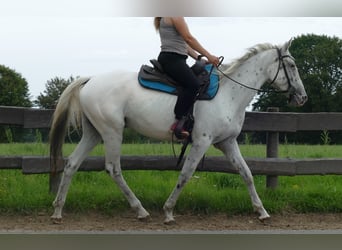 Other Breeds, Mare, 5 years, 15.2 hh