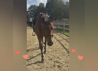 Other Breeds, Mare, 5 years, 15,3 hh, Brown