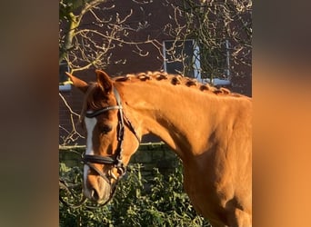 Other Breeds, Mare, 5 years, 15,3 hh, Chestnut-Red