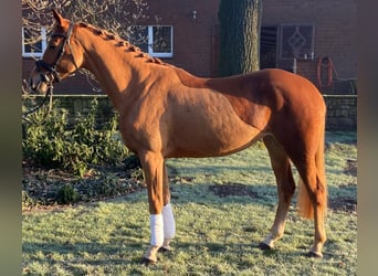 Other Breeds, Mare, 5 years, 15,3 hh, Chestnut-Red