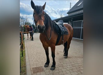 Other Breeds, Mare, 5 years, 15 hh, Brown