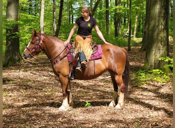 Other Breeds, Mare, 5 years, 15 hh, Chestnut-Red