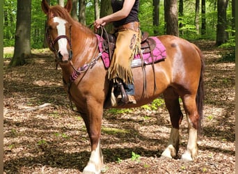 Other Breeds, Mare, 5 years, 15 hh, Chestnut-Red