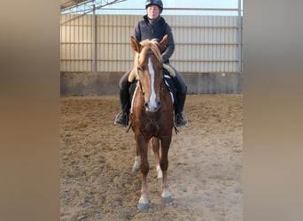 Other Breeds, Mare, 5 years, 15 hh, Chestnut-Red