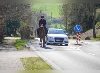 Other Breeds, Mare, 5 years, 15 hh, Chestnut-Red