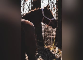 Other Breeds, Mare, 5 years, 15 hh, Chestnut-Red