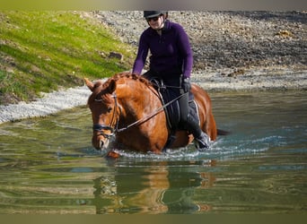 Other Breeds, Mare, 5 years, 15 hh, Chestnut-Red