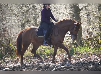 Other Breeds, Mare, 5 years, 15 hh, Chestnut-Red