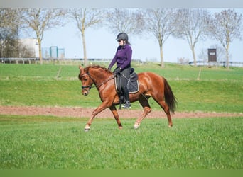 Other Breeds, Mare, 5 years, 15 hh, Chestnut-Red