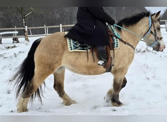 Other Breeds, Mare, 5 years, 15 hh, Dun
