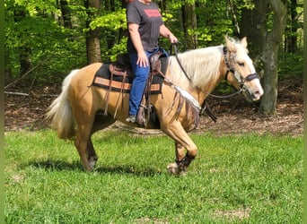 Other Breeds, Mare, 5 years, 15 hh, Palomino
