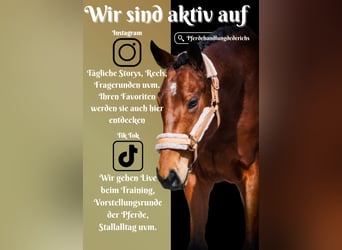 Other Breeds, Mare, 5 years, 15,1 hh, Brown