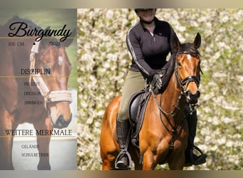 Other Breeds, Mare, 5 years, 15,1 hh, Brown