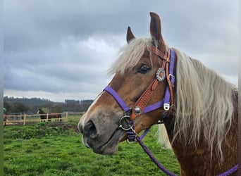 Other Breeds, Mare, 5 years, 15,1 hh, Chestnut-Red