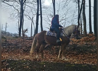 Other Breeds, Mare, 5 years, 15,1 hh, Chestnut-Red
