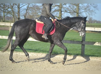 Other Breeds, Mare, 5 years, 15,1 hh, Grey