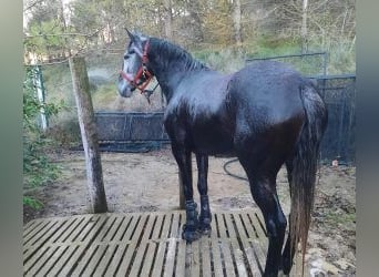 Other Breeds Mix, Mare, 5 years, 15,1 hh, Grey