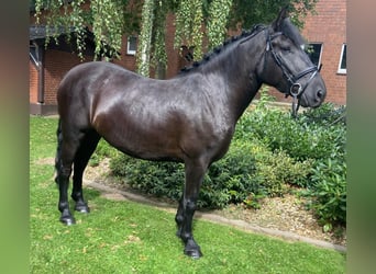 Other Breeds, Mare, 5 years, 15,2 hh, Black
